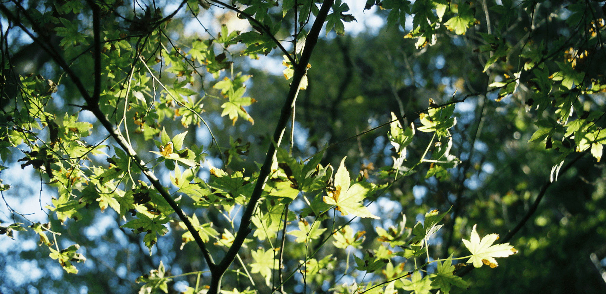 sustainability in progress - cocokind