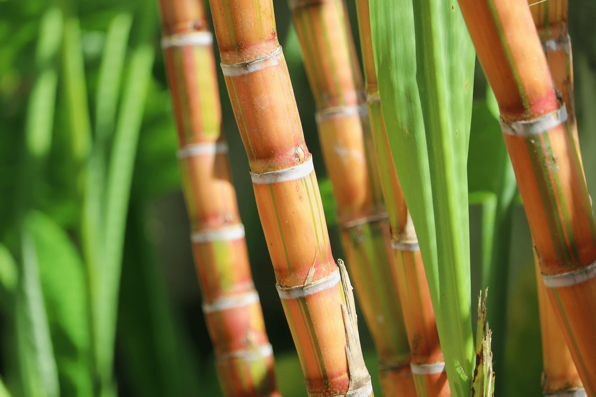 a beginner's guide to bioplastic - cocokind