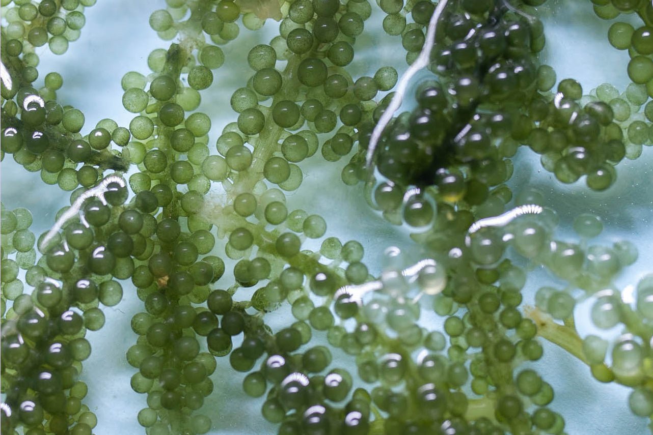 Sea Grapes Health Benefits - cocokind