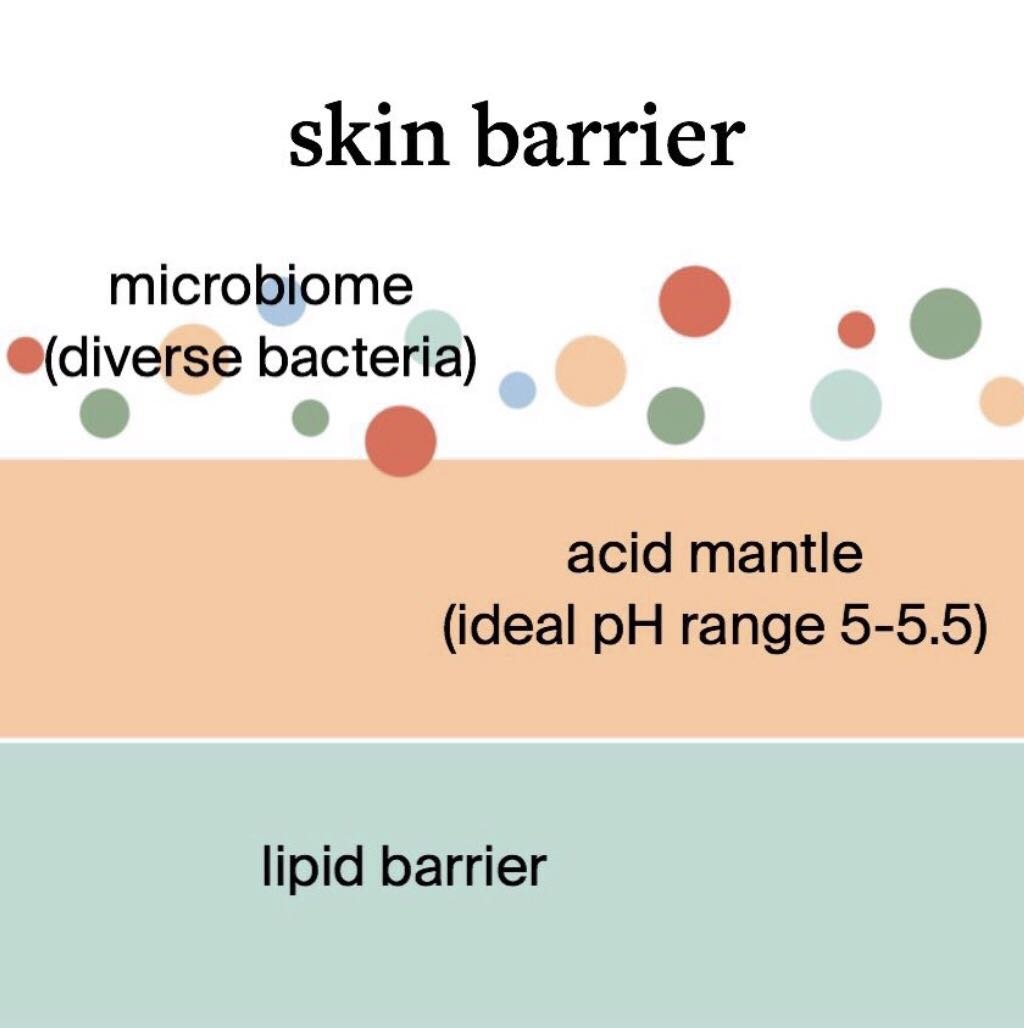 what is the microbiome, acid mantle, and skin barrier? - cocokind